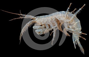Amphipoda