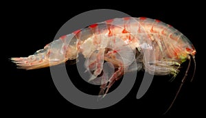 Amphipoda