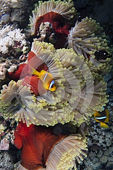 Amphiprion bicinctus and Heteractis magnifica