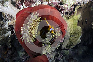 Amphiprion bicinctus and Heteractis magnifica