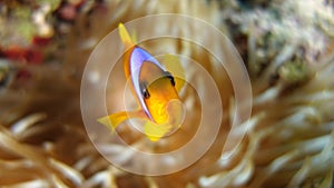 Amphiprion bicinctus (Red sea clownfish)