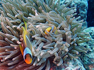Amphiprion bicinctus (Red sea clownfish)