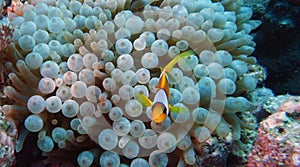 Amphiprion bicinctus (Red sea clownfish)