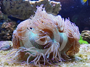 Amphiprion bicinctus - Red Sea clownfish underwater scene