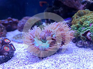 Amphiprion bicinctus - Red Sea clownfish underwater scene