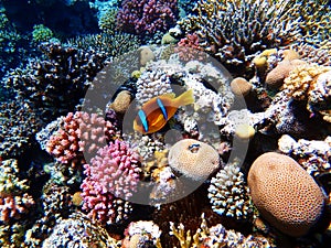 Amphiprion bicinctus - Red Sea clownfish underwater scene