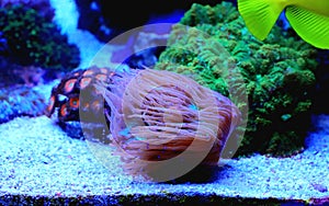 Amphiprion bicinctus - Red Sea clownfish underwater scene photo