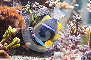 Amphiprion clarkii - Clarkii Clownfish