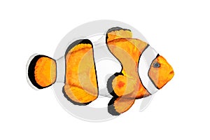 Amphiprion, clown fish or Nemo yellow watercolor drawing on white background