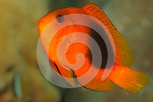 Amphiprion ephippium - Andaman Sea photo