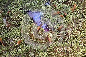 Amphiprion nigripes clown fish photo