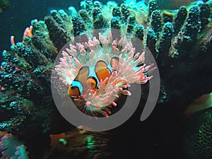 Amphiprion ocellaris