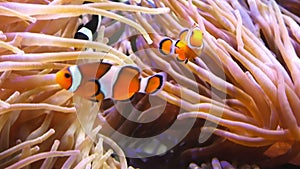 Amphiprion ocellaris anemonefishes