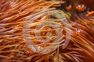 Amphiprion ocellaris anemonefishes