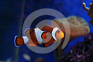 Amphiprion Ocellaris clownfish