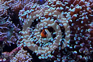 Amphiprion Ocellaris clownfish