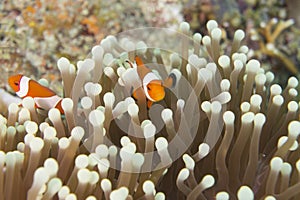 Amphiprion ocellaris Clownfish