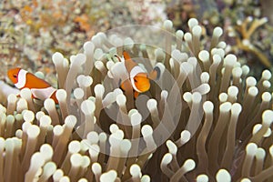 Amphiprion ocellaris Clownfish photo