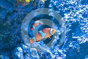 Amphiprion Ocellaris Clownfish or anemone fish in sea aquarium