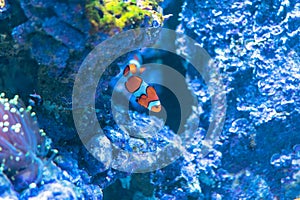 Amphiprion Ocellaris Clownfish or anemone fish in sea aquarium