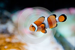 Amphiprion ocellaris -clownfish - Nemo photo