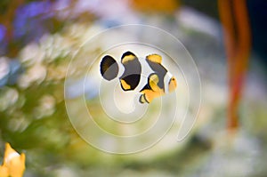 Amphiprion Ocellaris Clownfish selective focus In Marine Aquarium