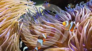 Amphiprion ocellaris and Saddleback anemonefishes