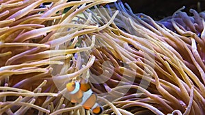 Amphiprion ocellaris and Saddleback anemonefishes