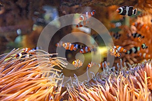 Amphiprion ocellaris and Saddleback anemonefishes
