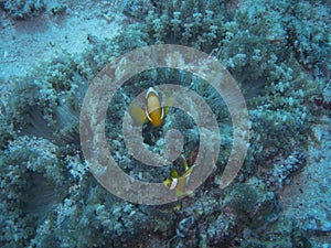 Amphiprion percula clownfish