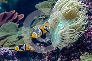 Amphiprion Percula Clownfish photo