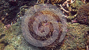 Amphiprion perideraion or anemonefish swimming among tentacles of host anemone