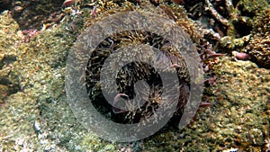 Amphiprion perideraion or anemonefish swimming among tentacles of host anemone