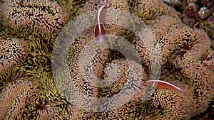 Amphiprion perideraion or anemonefish swimming among tentacles of host anemone
