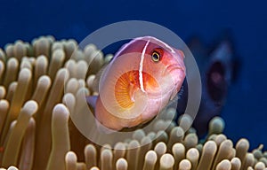 Amphiprion perideraion, pink skunk clownfish