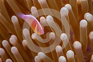 Amphiprion perideraion, pink skunk clownfish