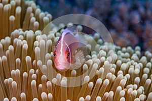 Amphiprion perideraion, pink skunk clownfish