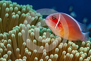 Amphiprion perideraion, pink skunk clownfish