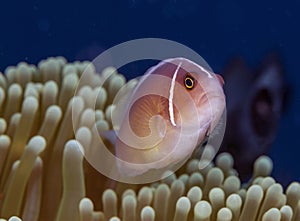 Amphiprion perideraion ,pink skunk clownfish, pink anemonefish,