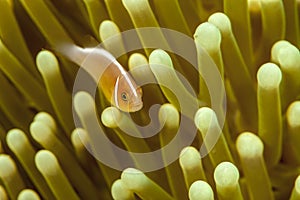 Amphiprion perideraion ,pink skunk clownfish, pink anemonefish,