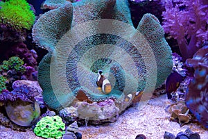 Amphiprion polymnu, the Saddleback Clownfish in a sea anemone