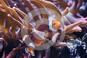 Amphiprion Sp - Clownfish