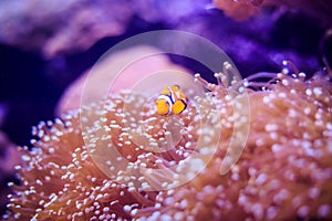 Amphiprion Western clownfish Ocellaris Clownfish, False Percula Clownfish is in anemone. Thailand