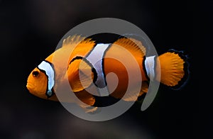 Amphiprioninae aka Ocellaris clownfish photo