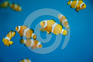 Amphiprioninae in aquarium photo