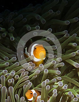 Amphiprioninae & x28;Clownfish with anemone& x29; photo