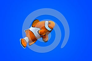 Amphiprioninae clown fish photo