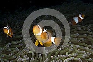 Amphiprioninae Clownfish with anemone