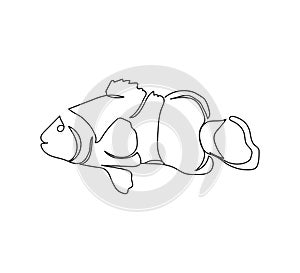 Amphiprioninae, clownfish continuous line drawing. One line art of exotic fish, seafood. photo