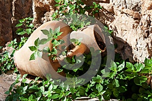 Amphora in the garden